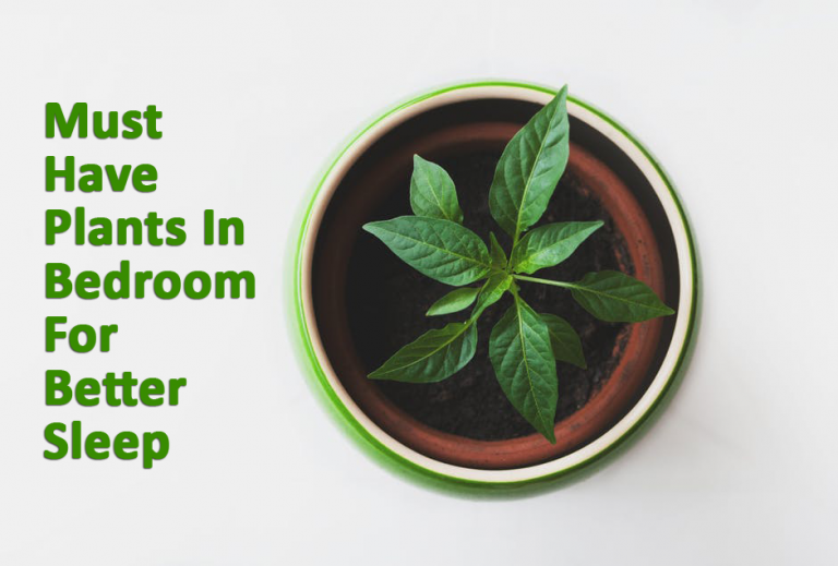 7 Plants For Your Bedroom To Help You Sleep Better